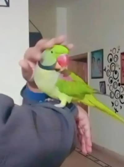raw male parrot for sale 03262107955 my WhatsApp number