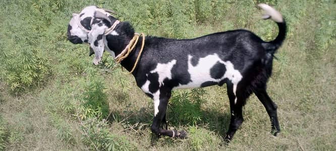 03471960145 qubani ky laya ak bakra or ak bakri
