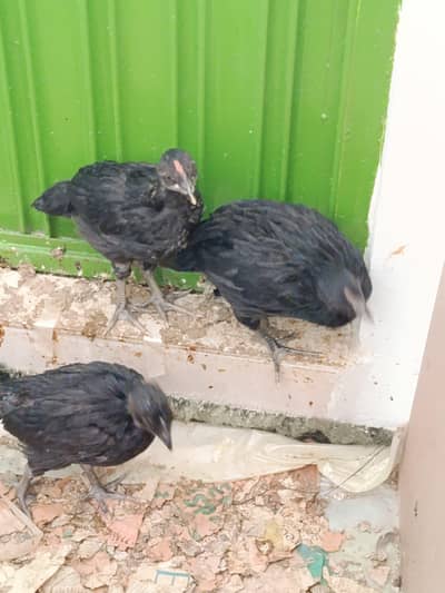 healthy and fully vaccinated austrolorps