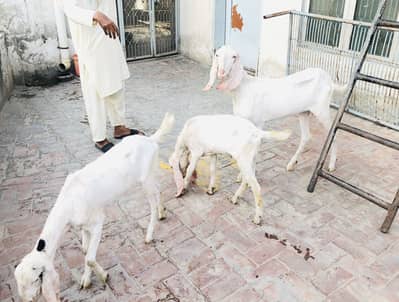 1 female goat and 2 babys for sale