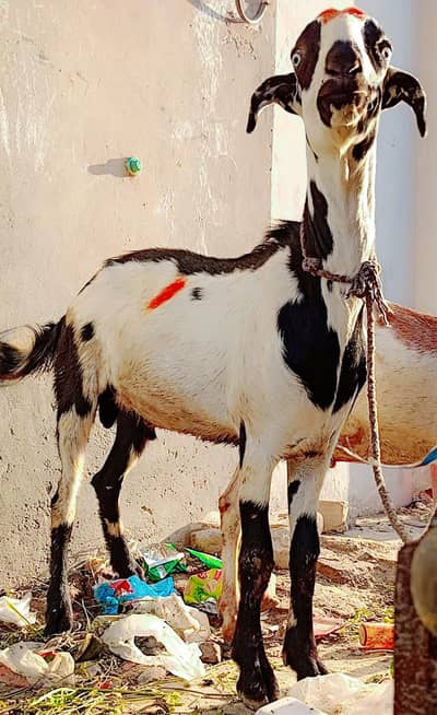 Qurbani K Bakre Sell