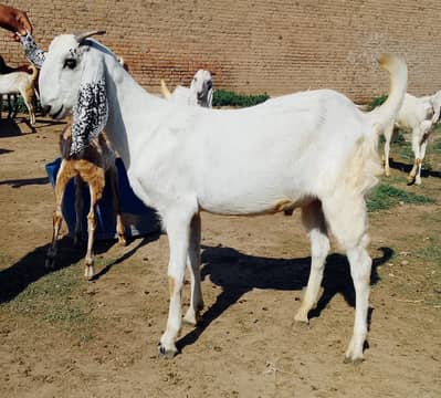 Desi goat | Goat | bakra | sheep | Breader | khasi | bakry | بکرا
