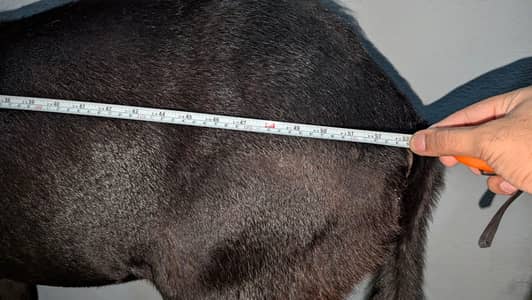  URGENT SALE – Beautiful Heavy Bakra Available 