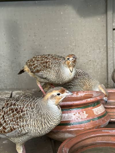 4 Healthy Grey Francolin (Teetar) Birds – 2 Pair Breeding Set