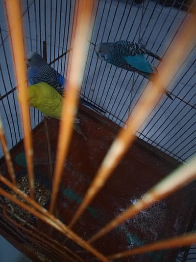 sell my parrots