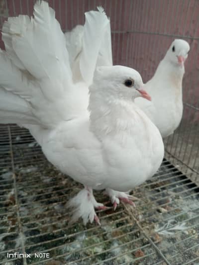 White lakky kabooter Home breed available hen