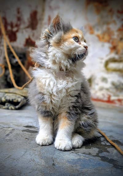 PERSIAN CAT 