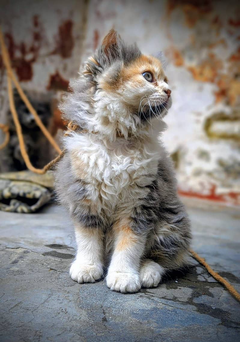 PERSIAN CAT  0