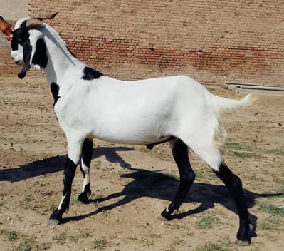 Goat / Bakra / Healthy Goats / Desi / / Bkary / khasi Goats for sale