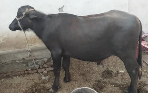 03007416268بچھڑے اور کٹے قربانی کی خریداری کے لیے موجود ہیں