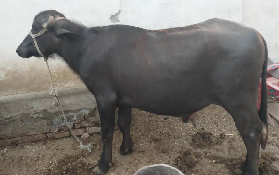 03007416268بچھڑے اور کٹے قربانی کی خریداری کے لیے موجود ہیں 0