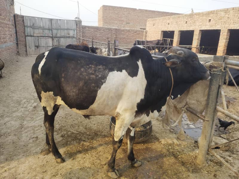 03007416268بچھڑے اور کٹے قربانی کی خریداری کے لیے موجود ہیں 3