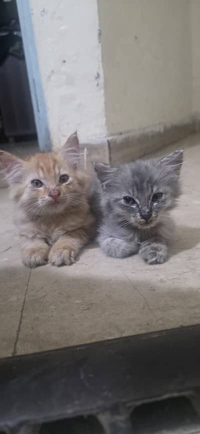 kittens