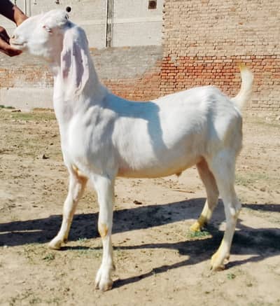 khasi  goat | Goat | bakra | sheep | Breader | bakry | بکرا