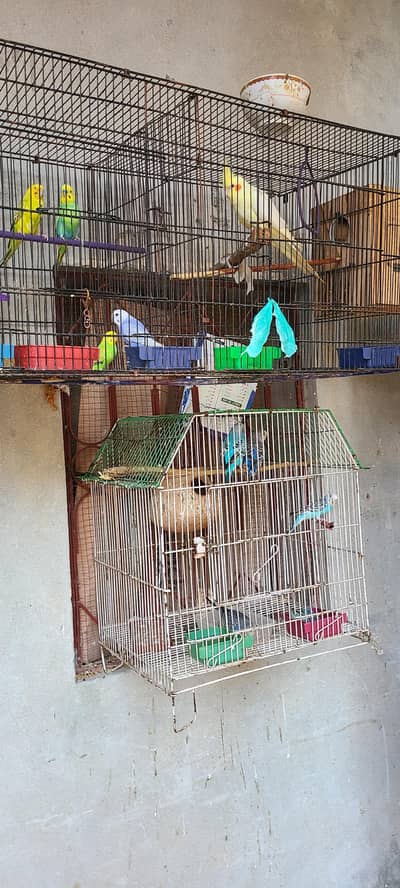 bird cage 3/1.5  .  .  .  .   only