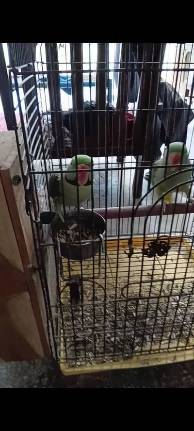 Raw parrot pair