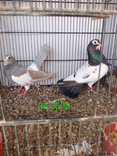 khal breeder pairs