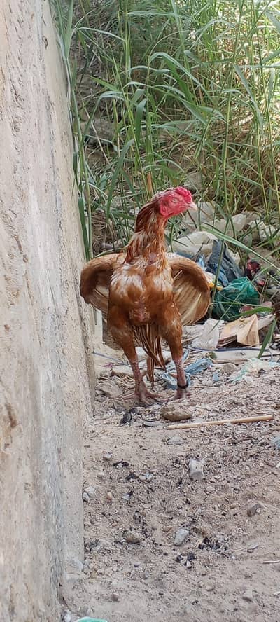narangi murga or Aseel mianwali