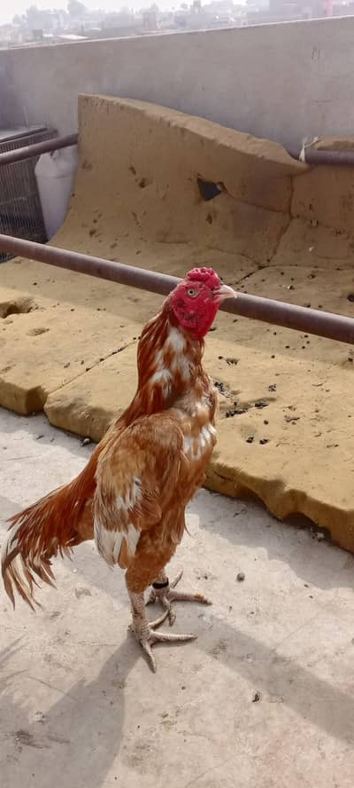 narangi murga or Aseel mianwali