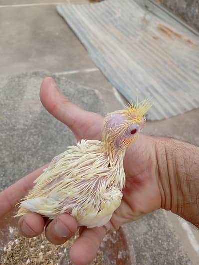 Two Common White Cocktail Chicks available for Hand Tame