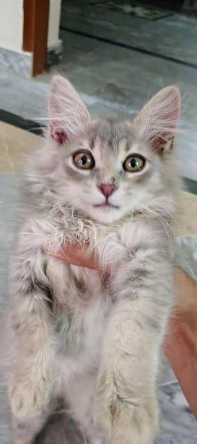 Persian cat for sale