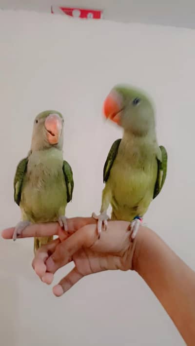 Raw parrot self chicks for sale
