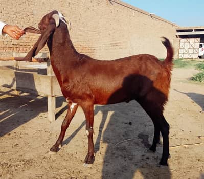 Goat | Desi Goat | Bakri | دیسی بکری |Breader | bakry | Healthy Goats