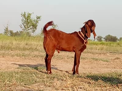 qurbani wala Bakra for sale hai