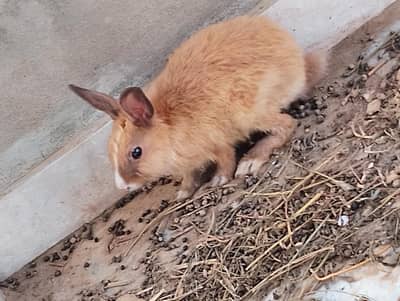 Rabbits/Khargosh
