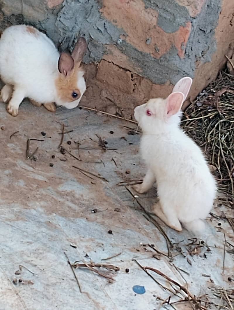 Rabbits/Khargosh 1