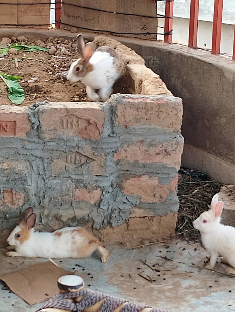 Rabbits/Khargosh 2