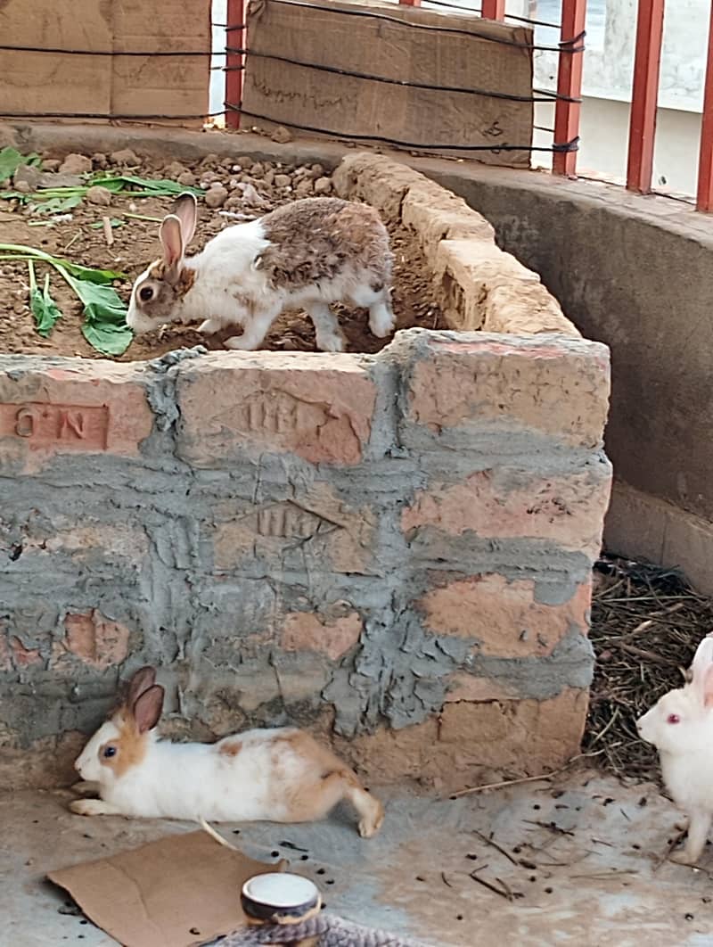 Rabbits/Khargosh 3