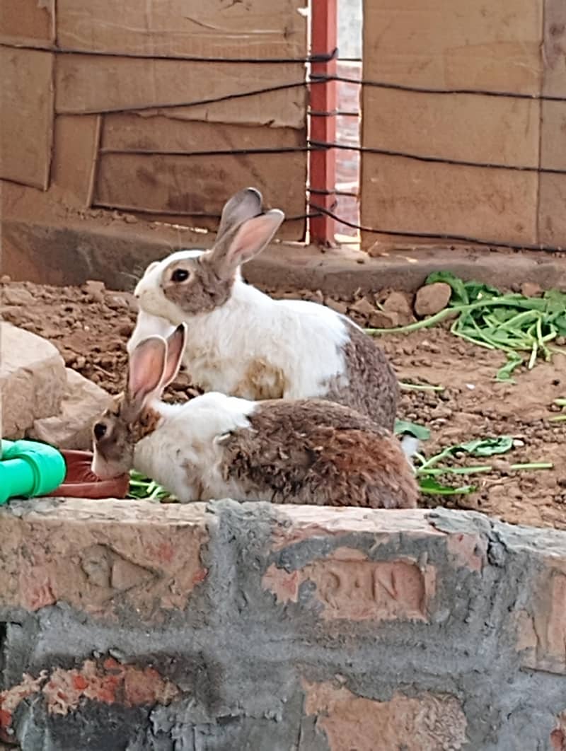 Rabbits/Khargosh 4