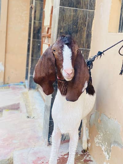 Qurbani 2k26