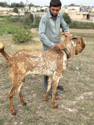 Maki cheena Bakra available For sale