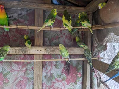 Australian parrots pairs for sell