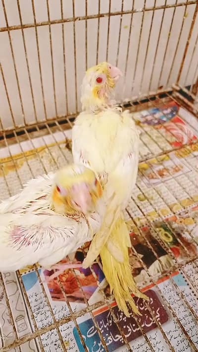 I am selling for cockatiels chicks