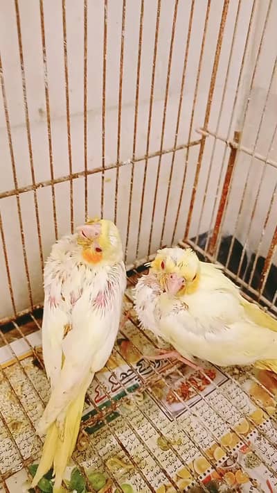 I am selling for cockatiels chicks