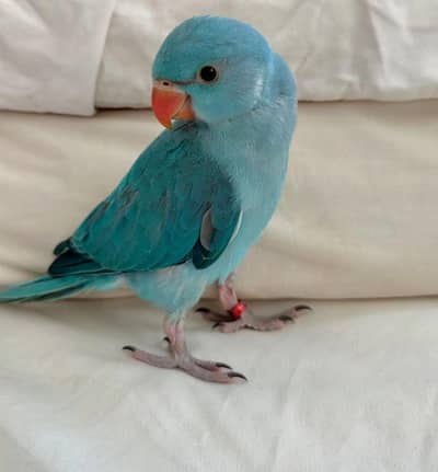 Blue Parrot Baby 03336610040