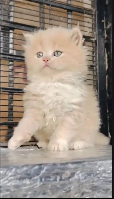 Persian kittens triple coat pair  for sale contact whatsap 03055516739