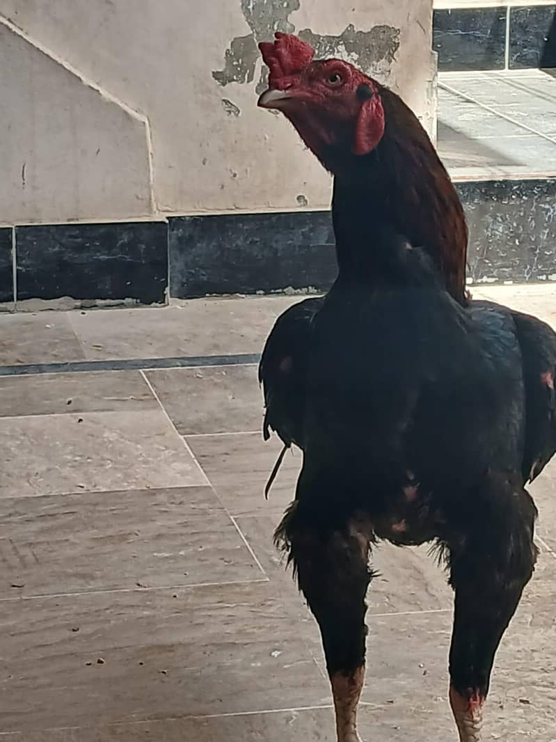 03343949064 7
