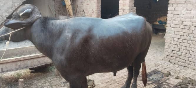 Healthy Desi Bull for Sale - Home Raised