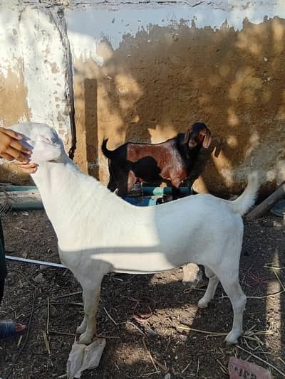white barbari bakra