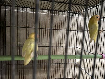All birds for sale