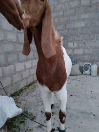 ten dat Bakra ha ghir Ka pallha hua ha andu ha bohot aktef ha