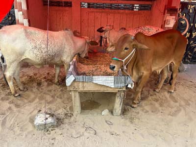 mashallah 2 danth bachiya for sale
