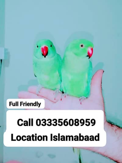 Single 6500 Hand Tamed Friendly Green Ring Neck Parrots Male/Female