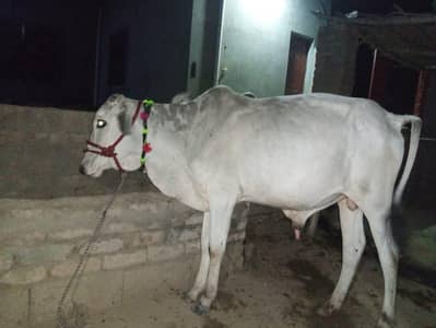 bull dasi breed ready for qurbani