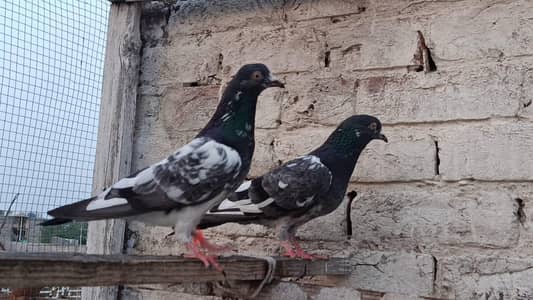 Mehrowala Jaldar Teddy Breedar Pair