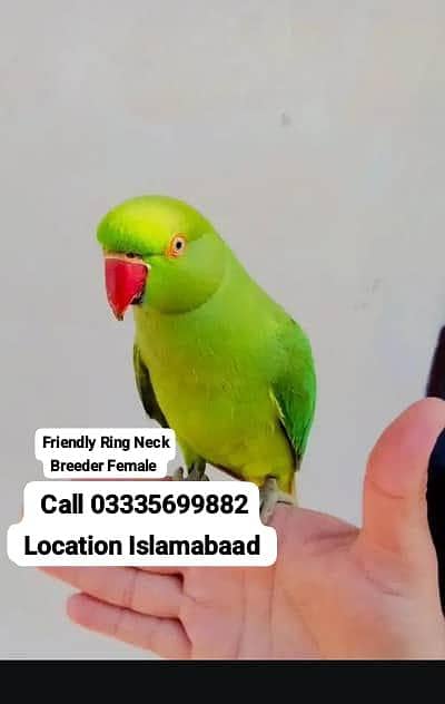 Hand Tamed Friendly Green Ring Neck Breeder Female Parrot Jumbo Size